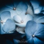 Hortensias Bleu Ciel