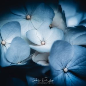Hortensias Bleu Ciel Hortensias Bleu Ciel