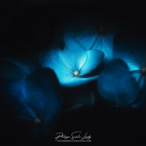 Hortensias Bleus Hortensias Bleus