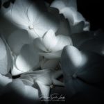 Hortensias dans la Lumière