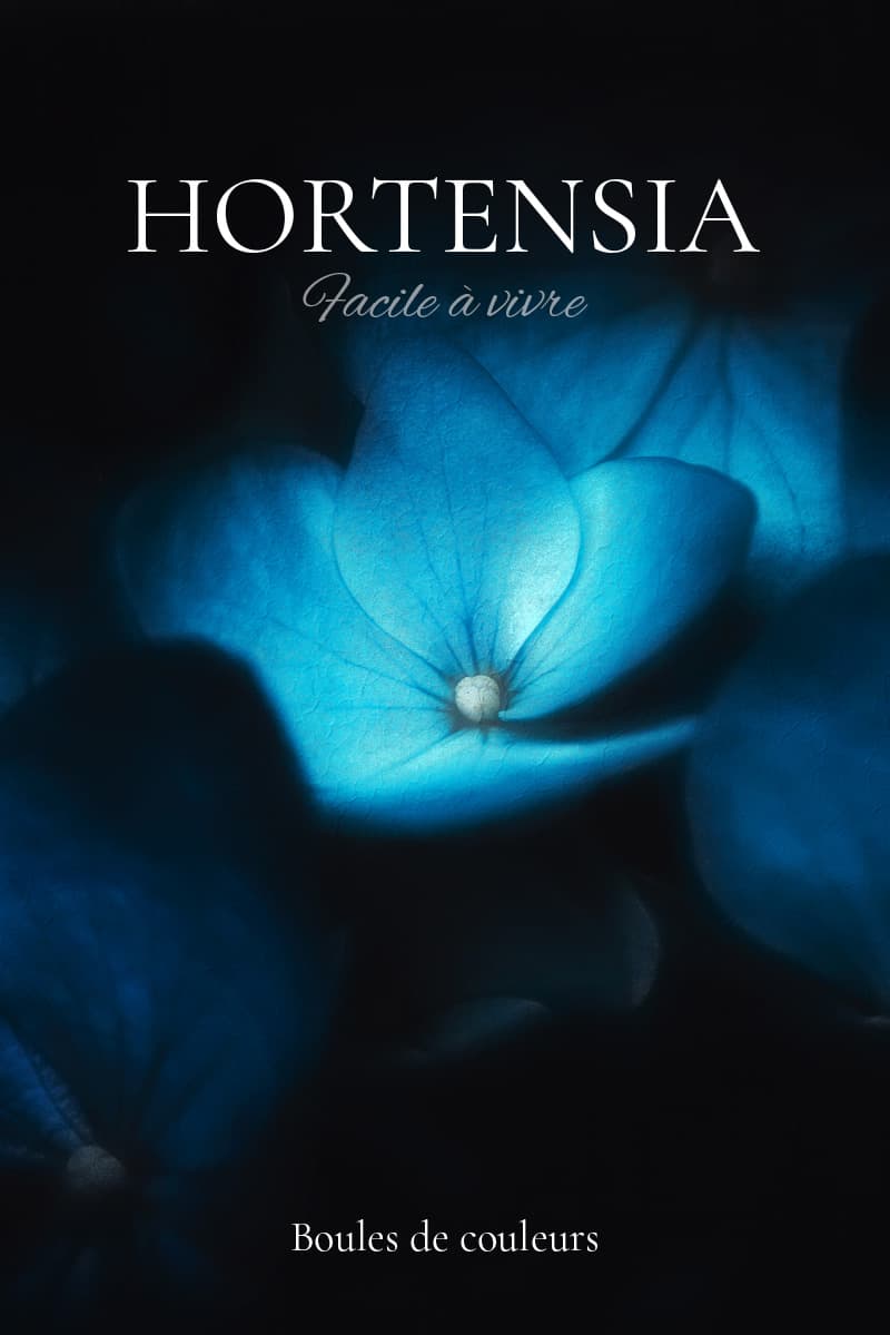Hortensias