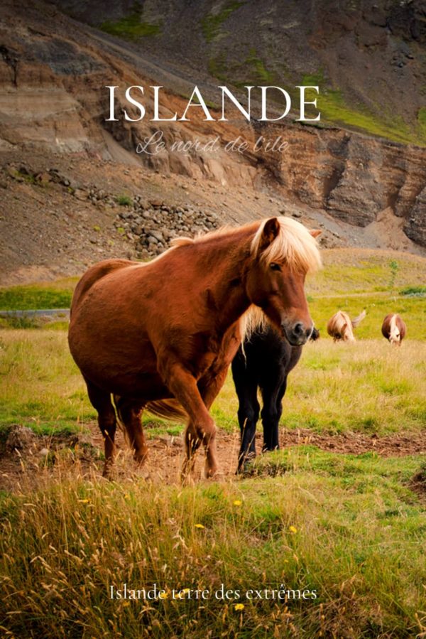 Cheval en Islande