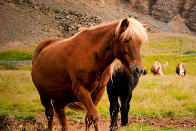 Cheval en Islande