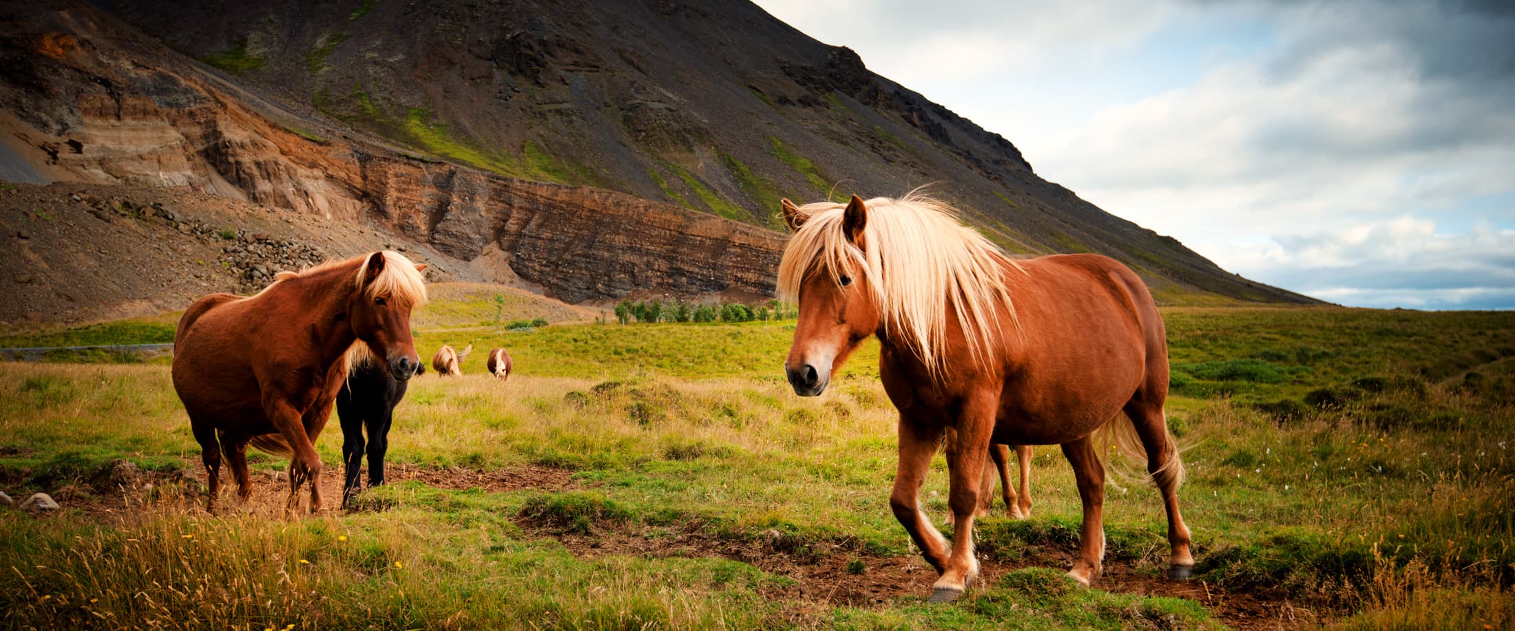 Chevaux en liberté en Islande
