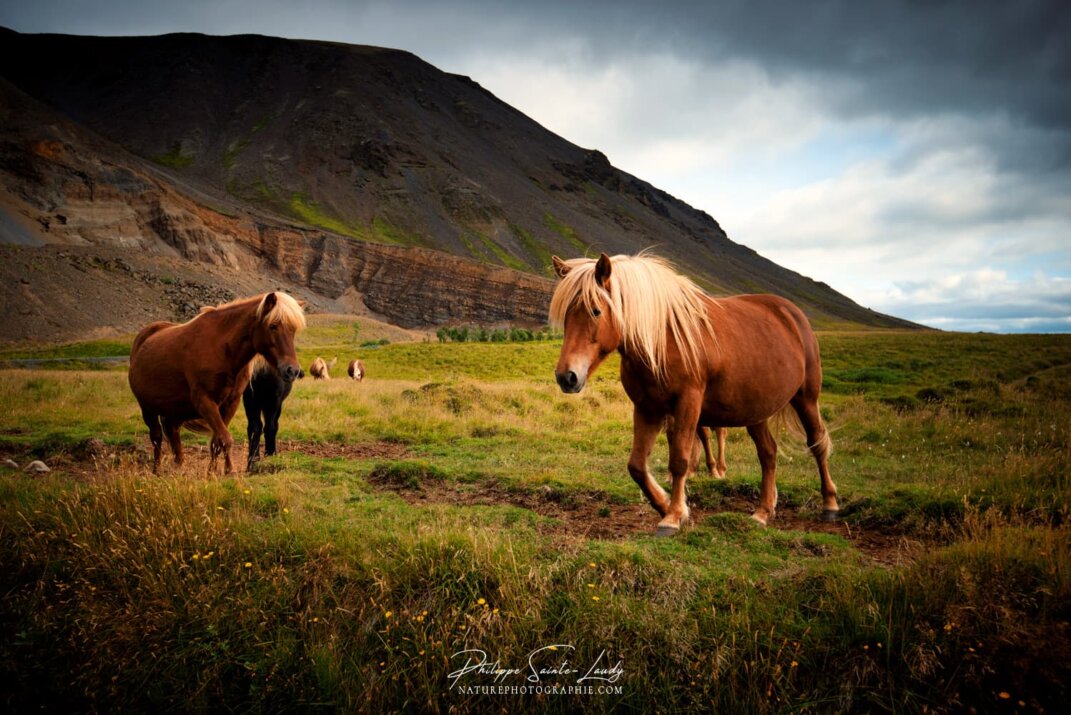 Chevaux en liberté en Islande
