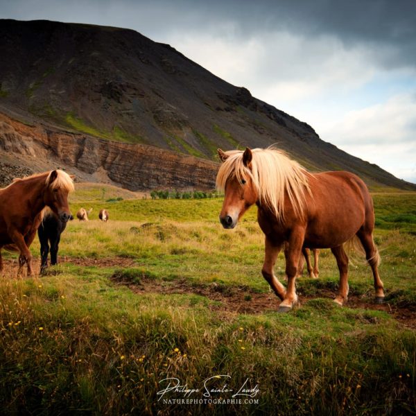 Chevaux en liberté en Islande