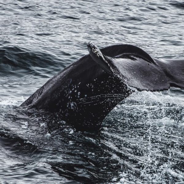 Queue de baleine en Islande