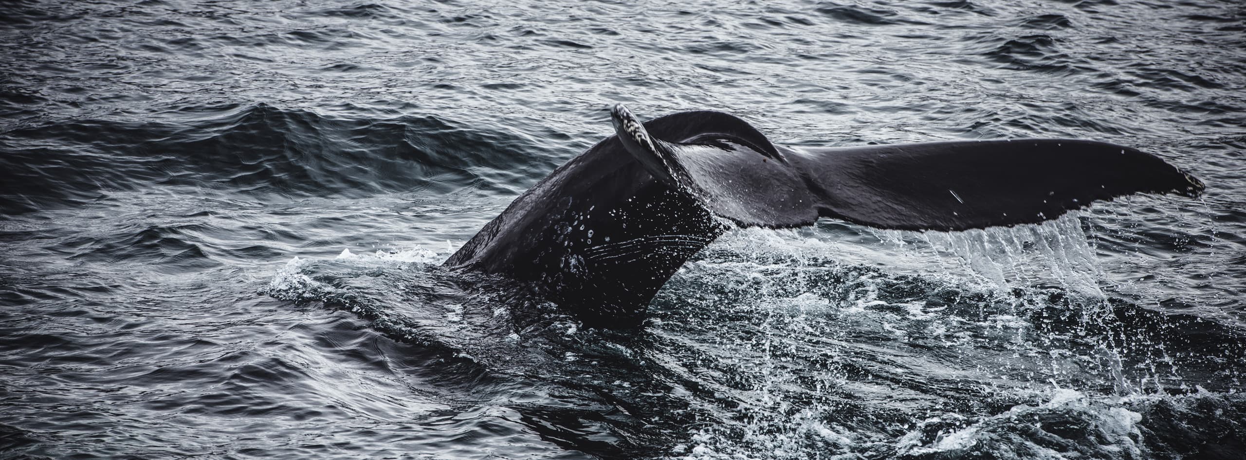 Queue de baleine en Islande