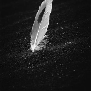 Stay This Way Plume sur une plage de sable noir