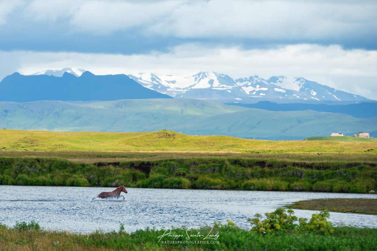 Cheval dans une rivière en Islande