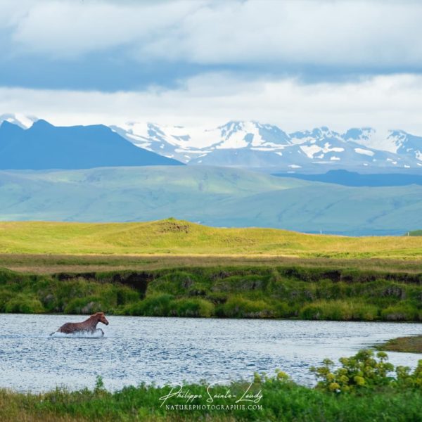 Cheval dans une rivière en Islande