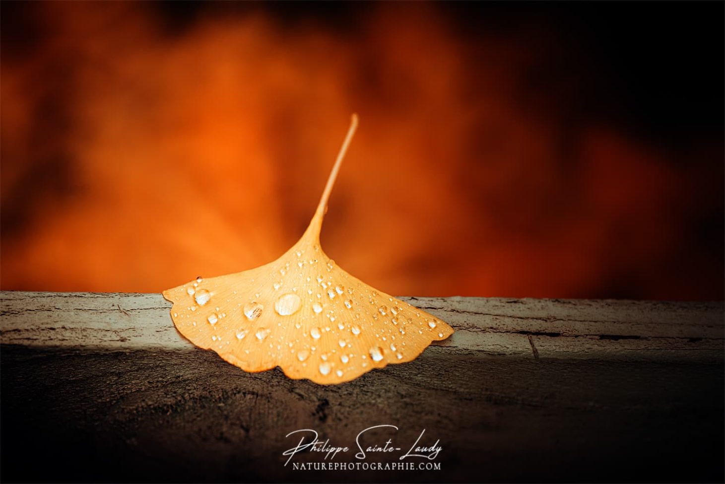 Gros plan sur une feuille de ginkgo