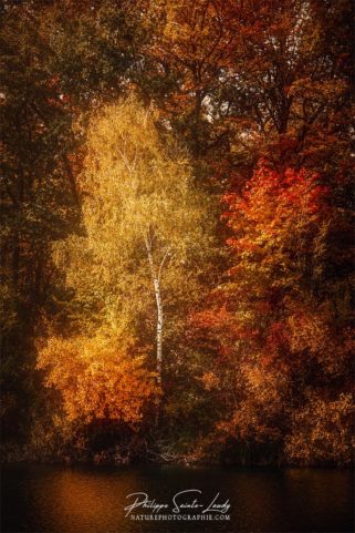 Arbres dans une forêt en automne