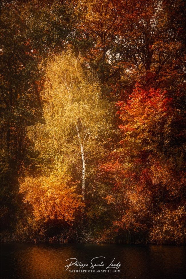 Arbres dans une forêt en automne