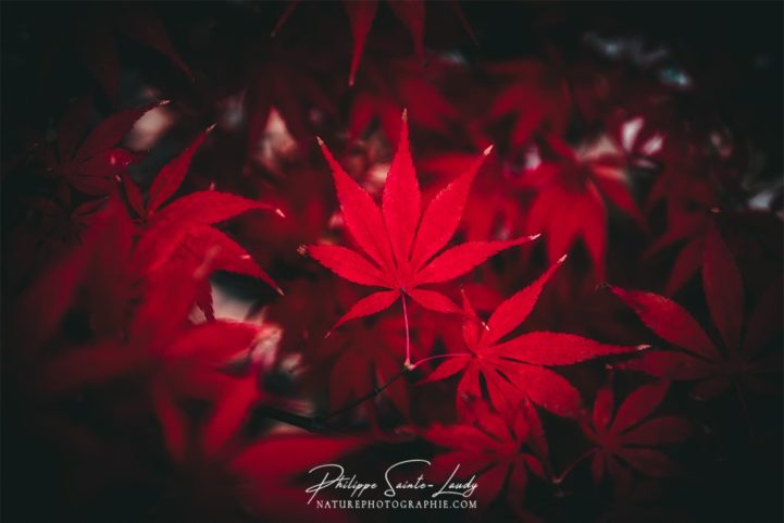 Rouge profond d'une feuille d'érable