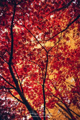 Feuillage rouge d'un érable en automne