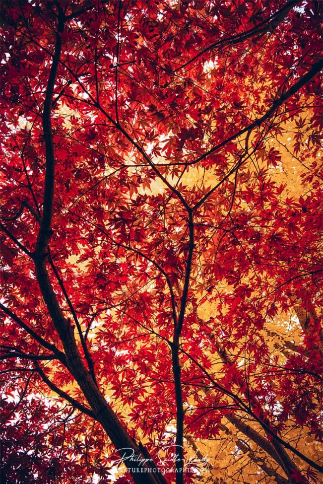 Feuillage rouge d'un érable en automne
