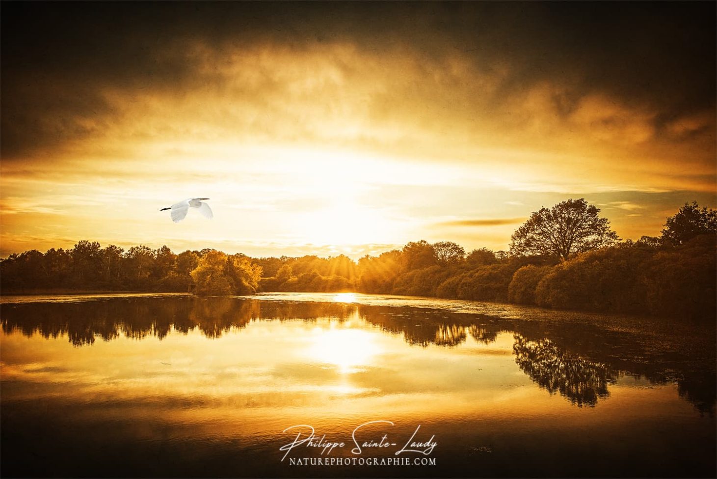 Vol de héron dans un paysage d'automne
