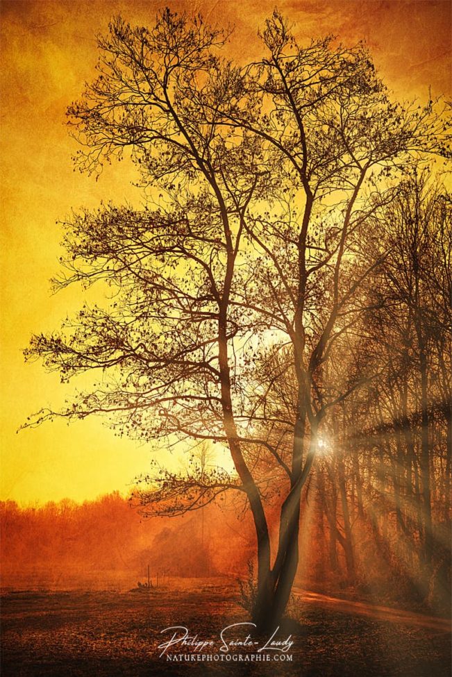 Arbre texturé en automne