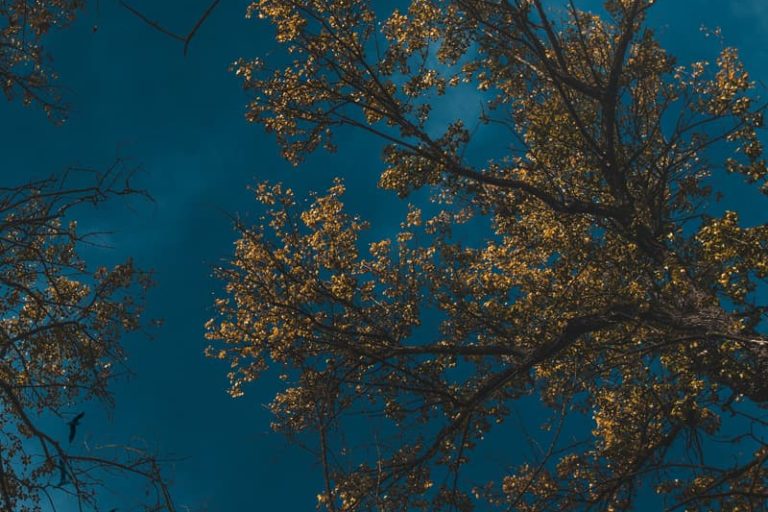 Automne en novembre. Article et photos sur Nature Photographie