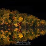 Forêt en automne sur fond de ciel noir