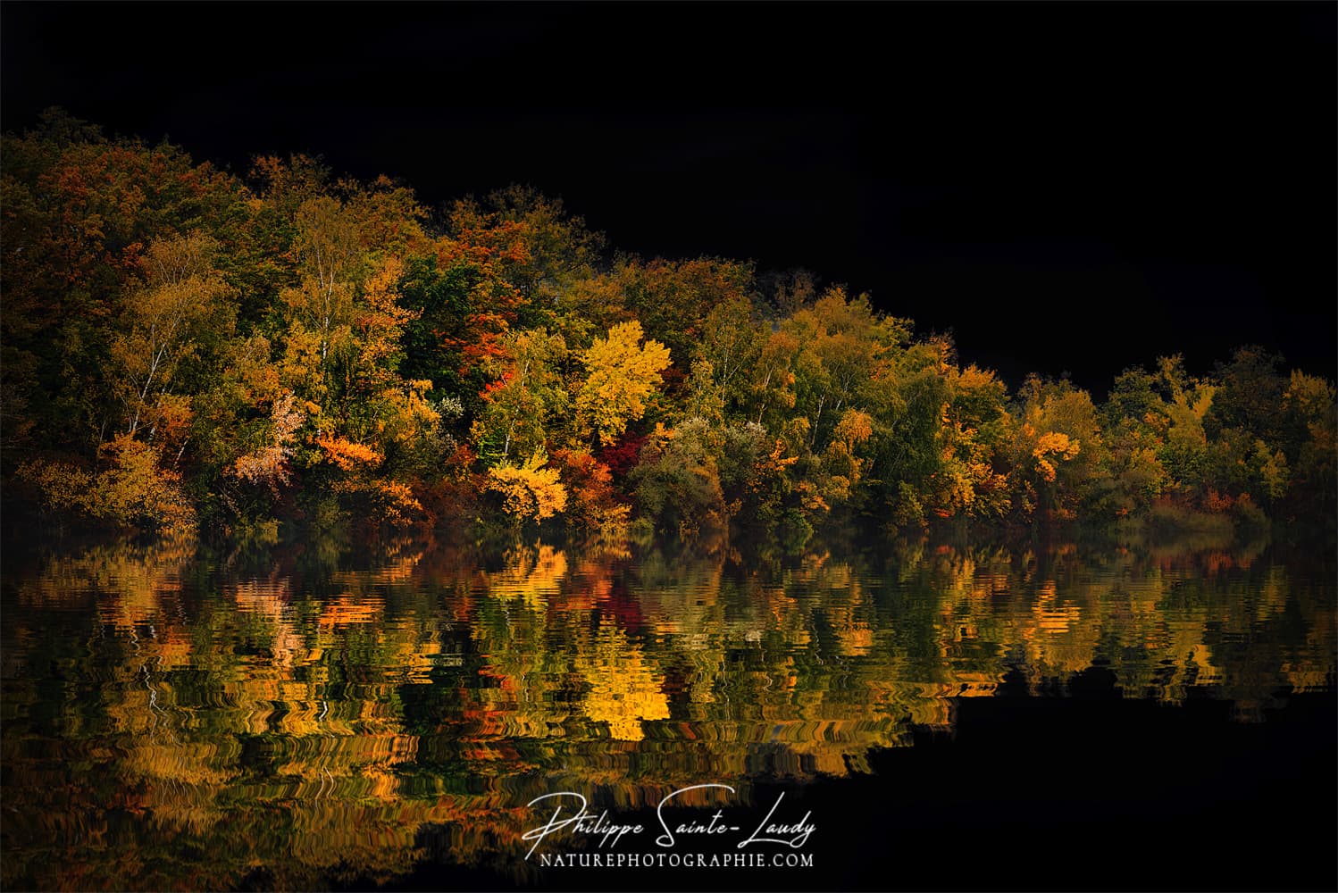 Forêt en automne sur fond de ciel noir