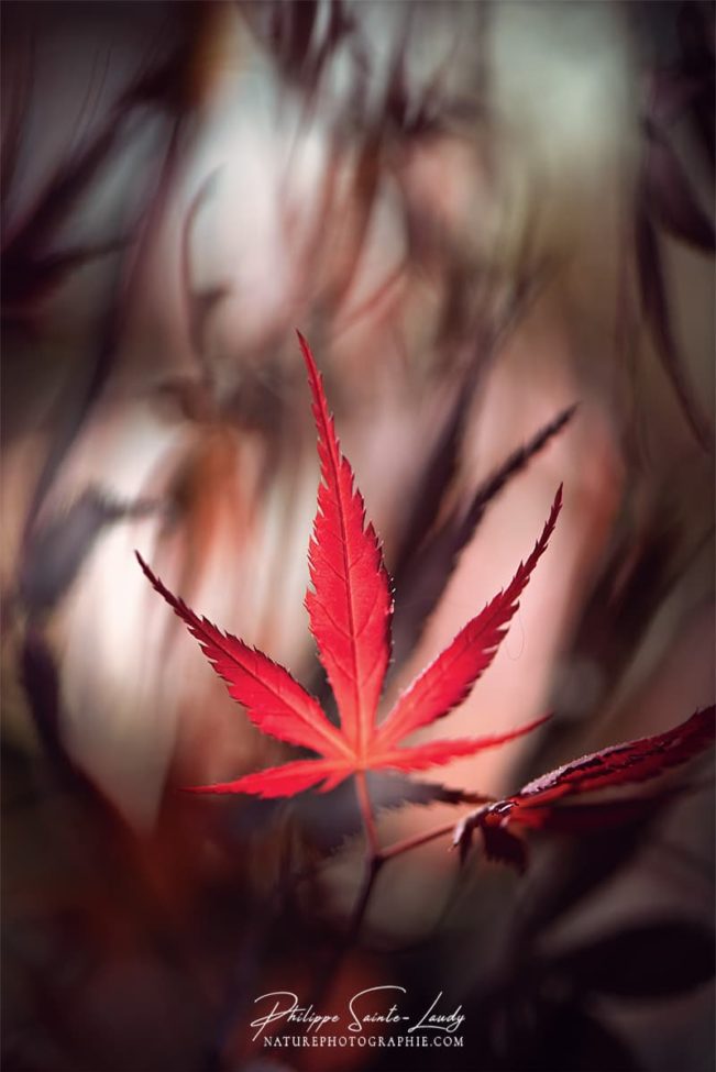 Feuille d'érable comme une flamme