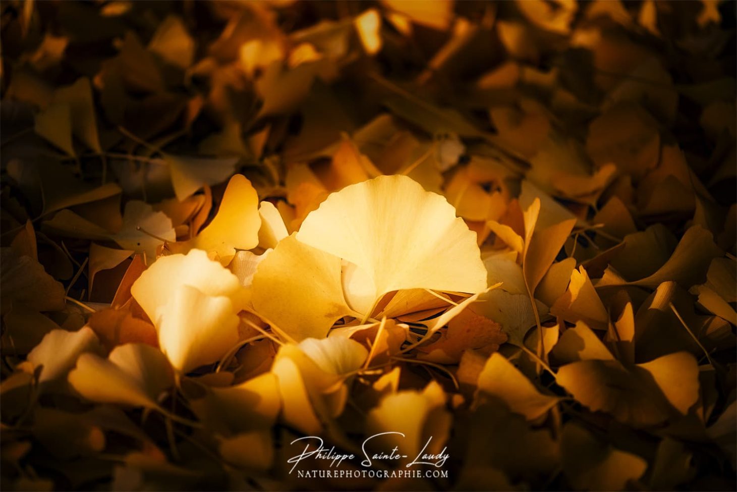 Une feuille jaune de ginkgo biloba dans la lumière