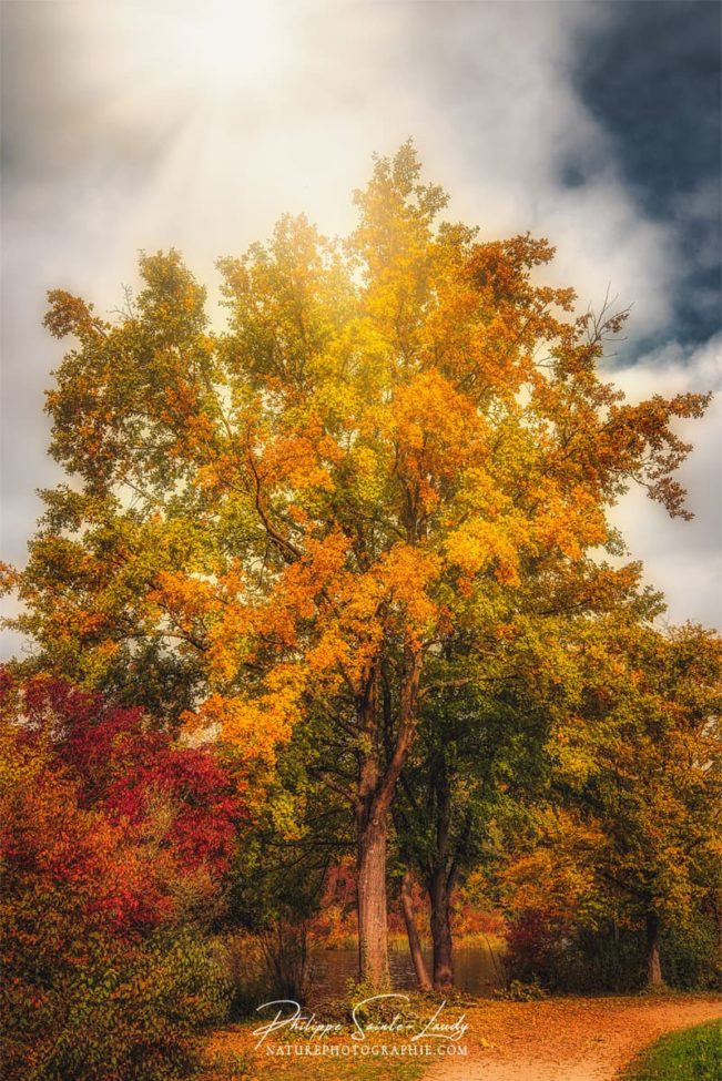 Arbre et soleil en automne