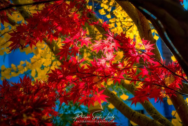 Rouge et jaune - Feuilles d'automne