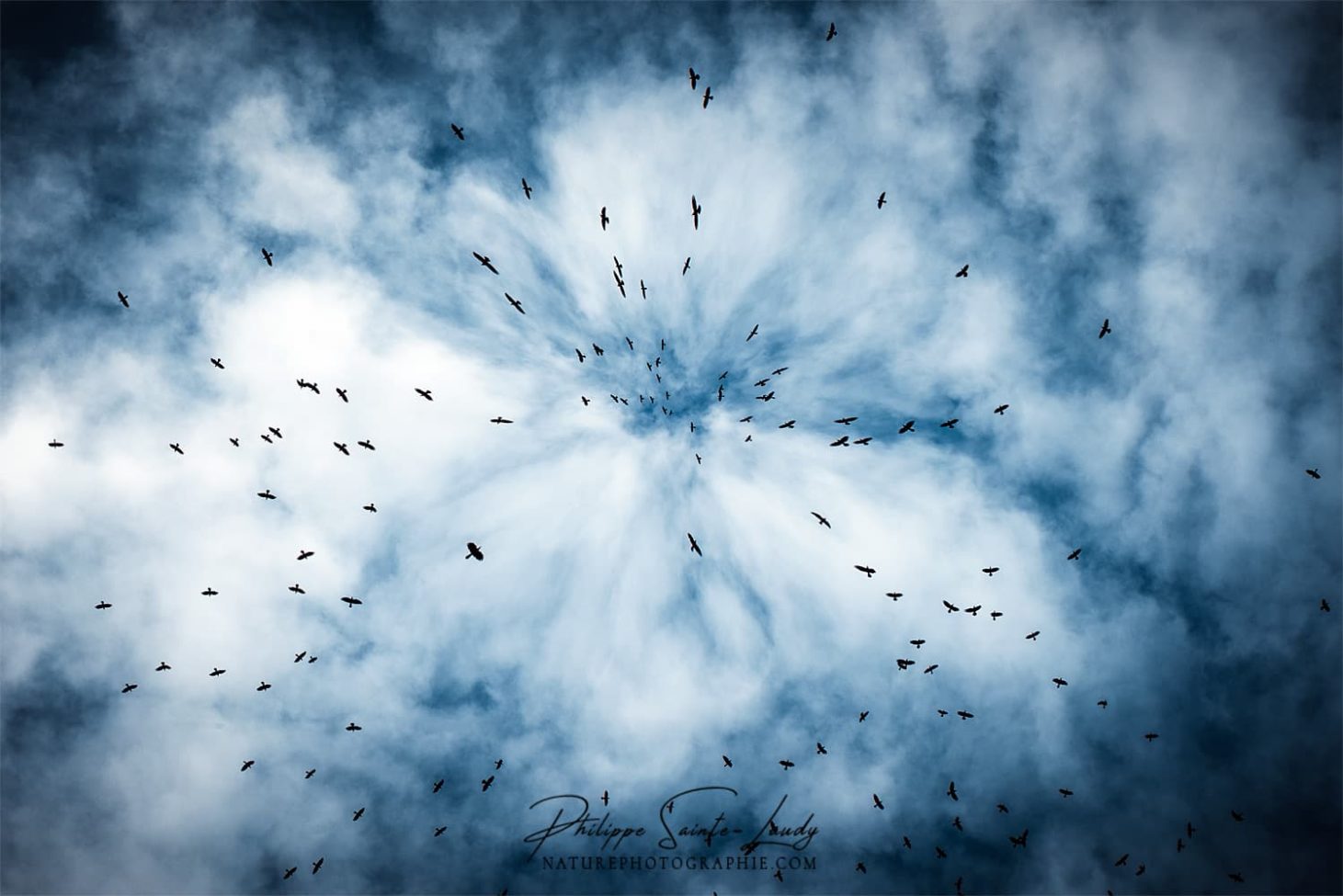 Des oiseaux aspirés dans le ciel