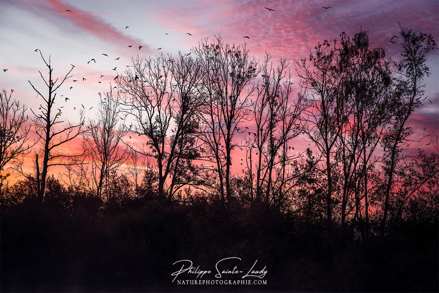 Vols d'oiseaux entre couchers de soleil et rangée d'arbres