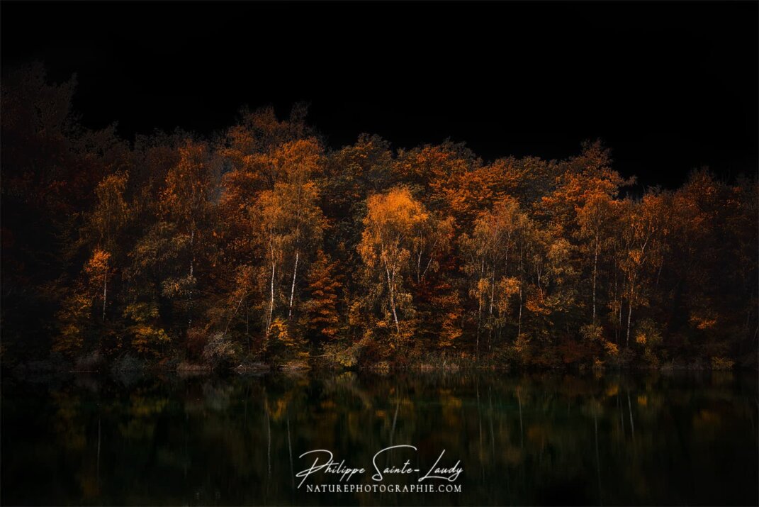 Sombre forêt en automne