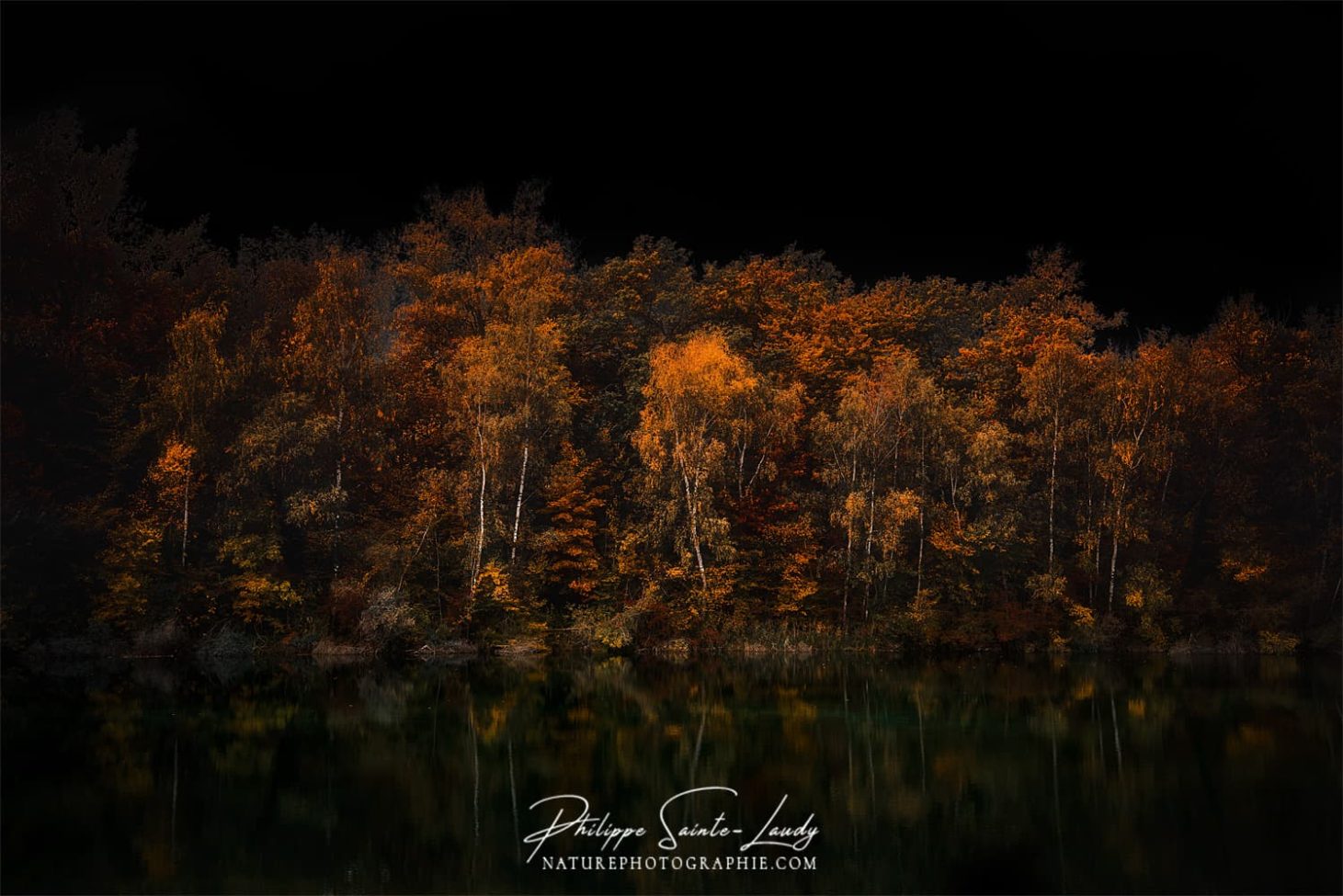 Sombre forêt en automne