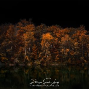 Black Autumn Atmosphere Sombre forêt en automne
