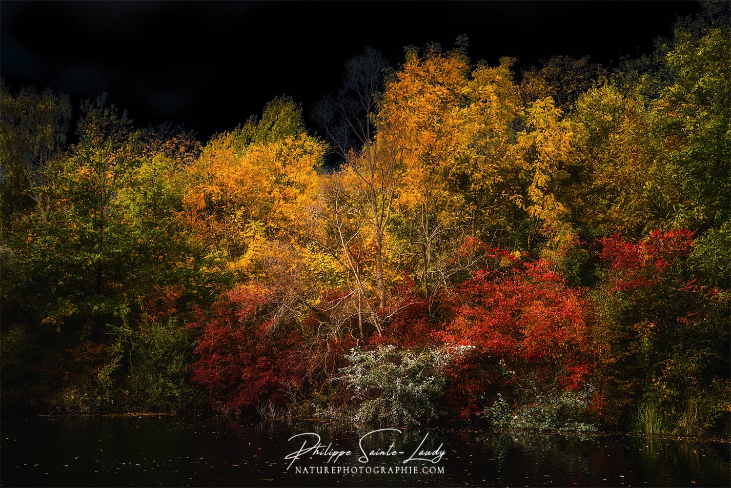 Couleurs d'automne sur fond de ciel noir