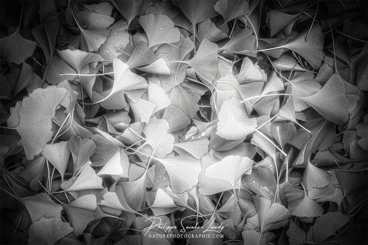 Feuilles de ginkgo en noir et blanc
