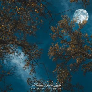 Blue Nocturne Nuit de pleine lune