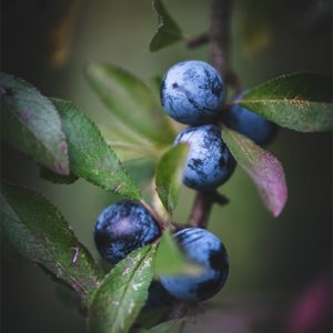 Blue balls Baies sauvages