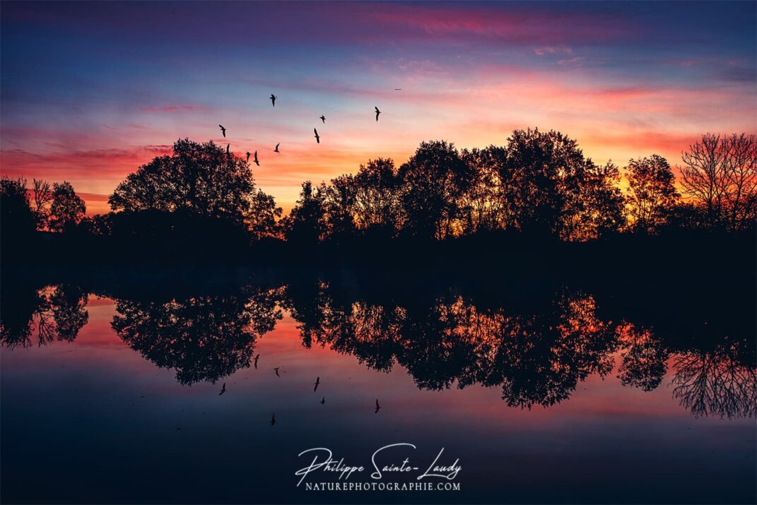 Des oiseaux dans le coucher de soleil