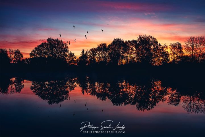 Des oiseaux dans le coucher de soleil