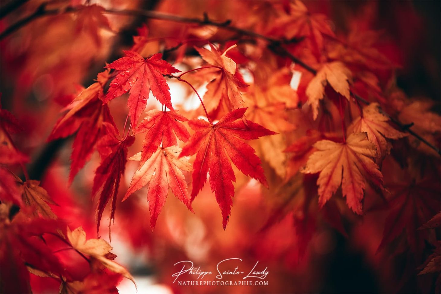 Le rouge d'un érable en automne