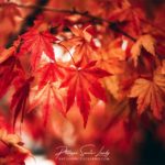 Le rouge d'un érable en automne