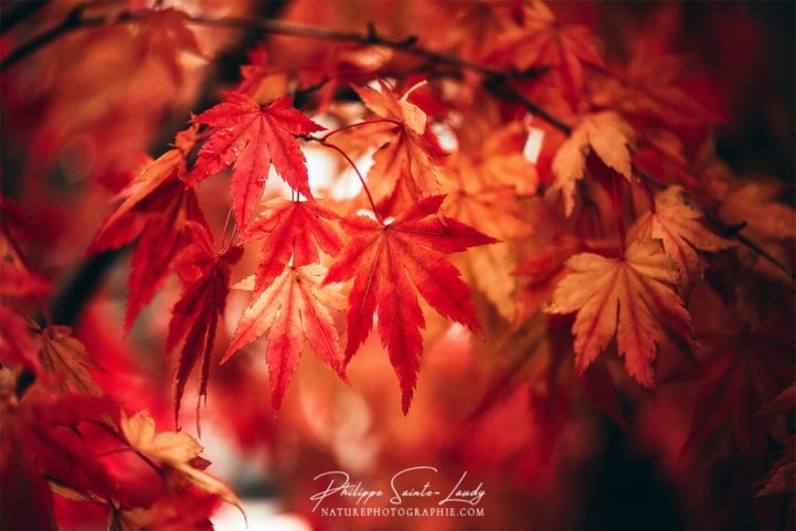 Le rouge d'un érable en automne