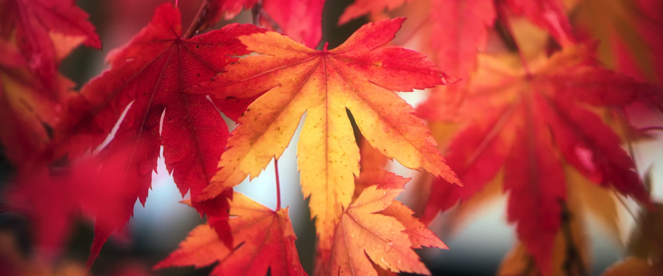 Erable rouge et jaune en automne