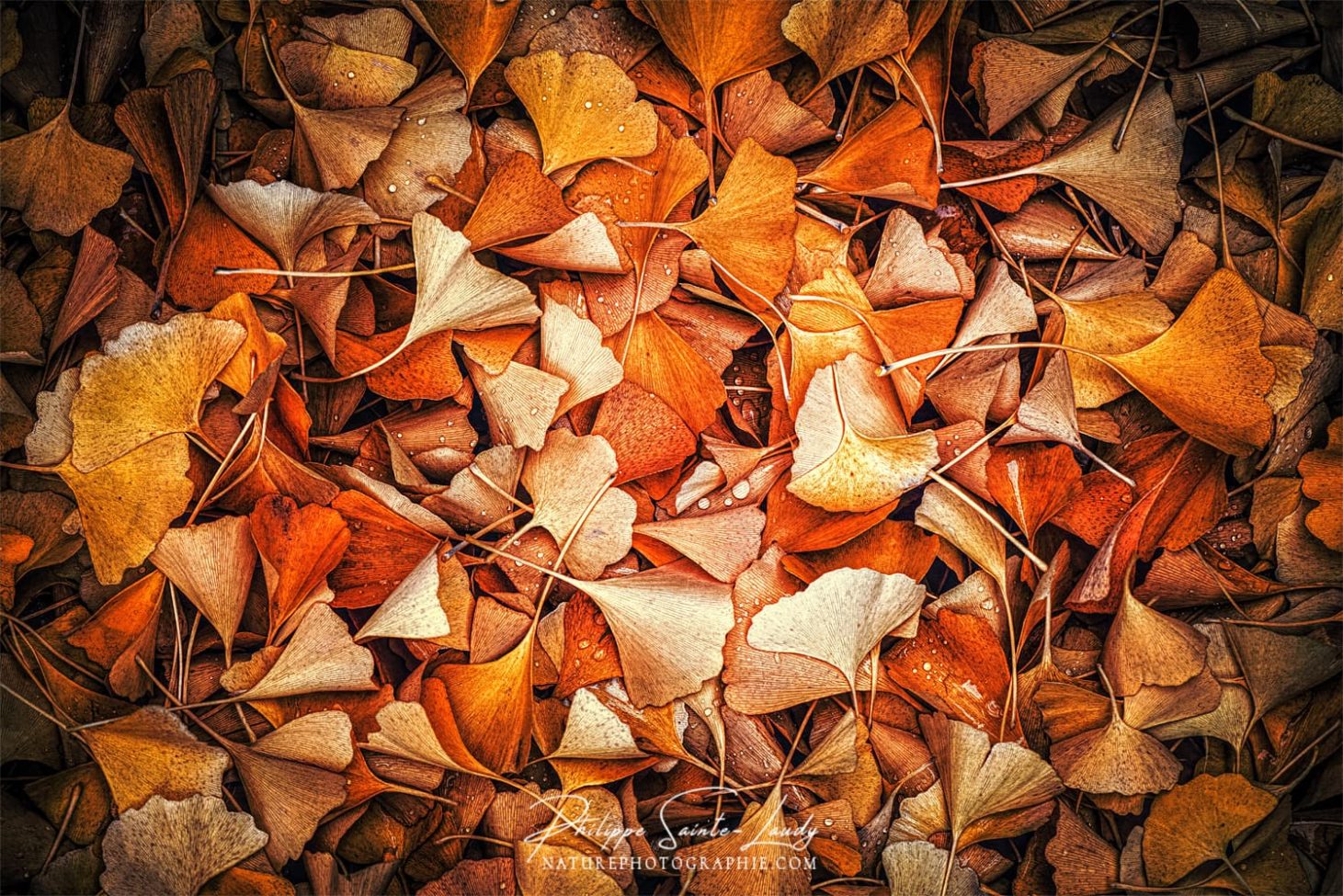 Feuilles de ginkgo au sol