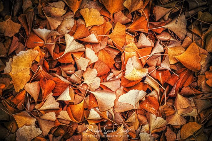Feuilles de ginkgo au sol