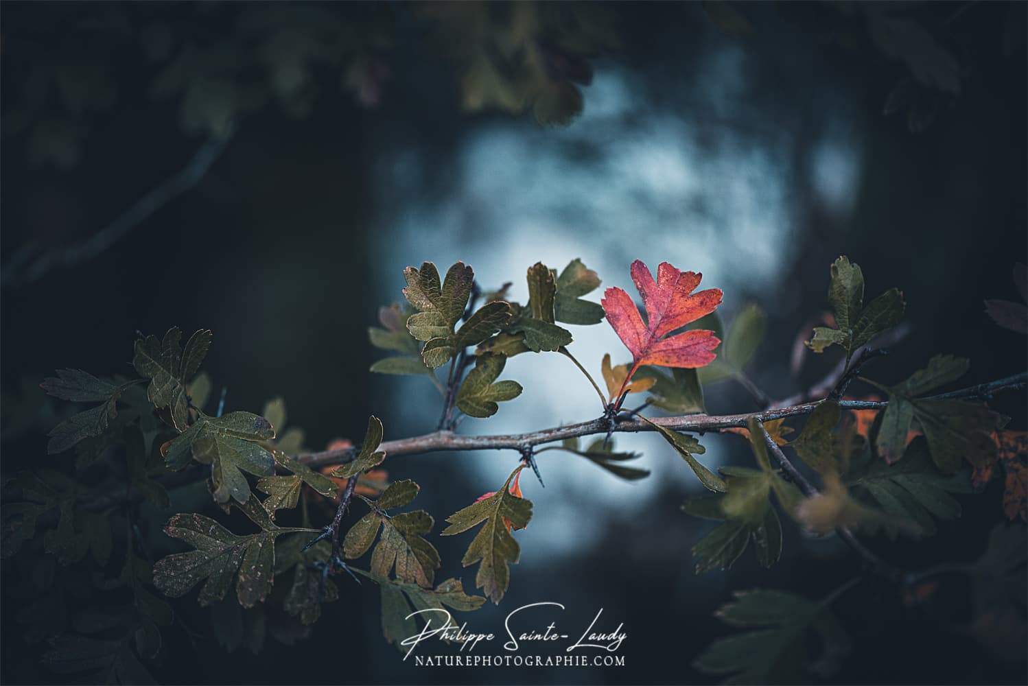 Petite feuille rouge