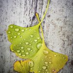 Feuilles de ginkgo sous la pluie