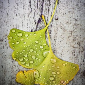 Feuilles de ginkgo sous la pluie